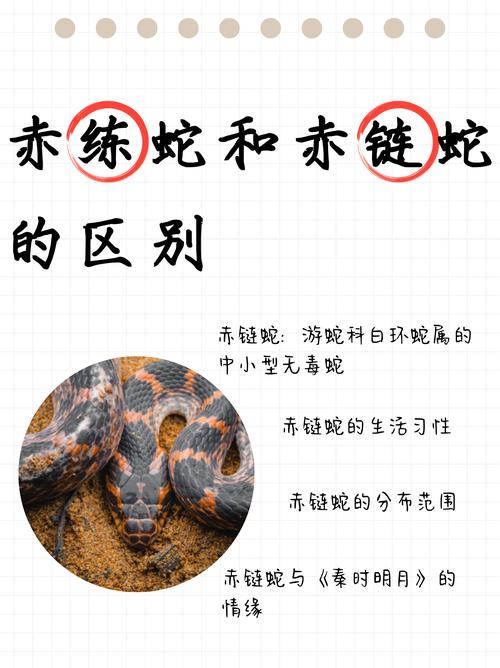 中国蛇王被咬死，中国蛇王纪录片？  第3张