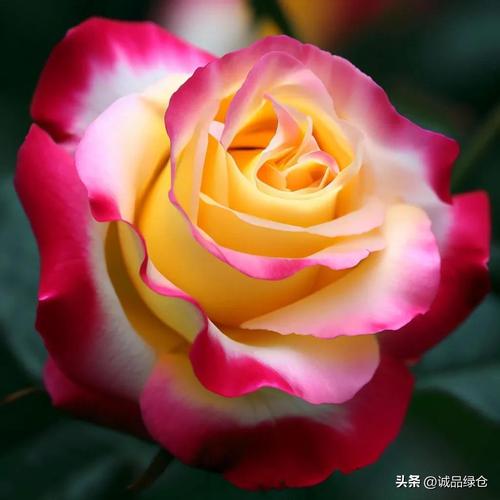 最美丽的花？最美丽的花作文？  第1张