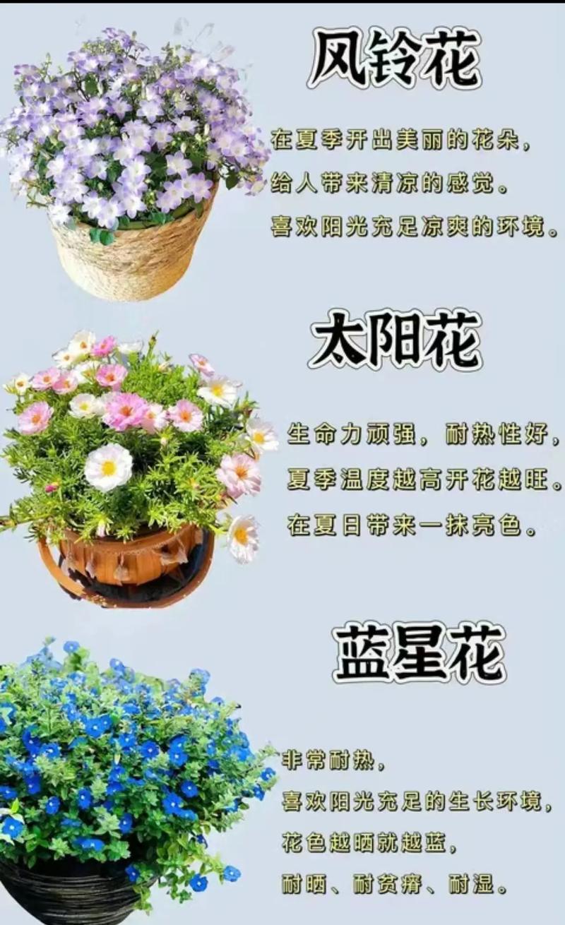 最美丽的花？最美丽的花作文？  第4张