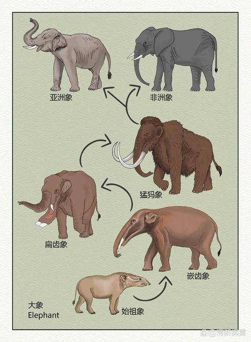 非洲象人族生殖？非洲象人族是真实存在吗？  第6张