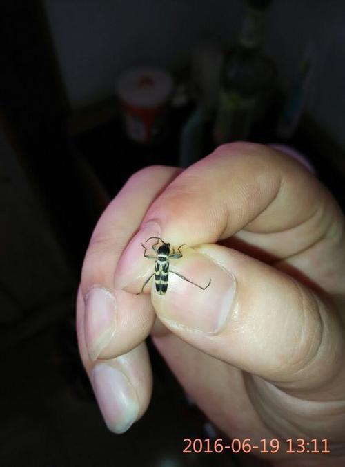 非洲的象人族是在哪个国家，非洲象人是什么意思？  第6张