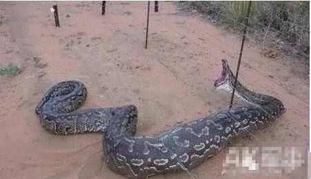 安徽巨蟒渡劫事件，安徽巨蟒渡劫事件真实情况  第3张