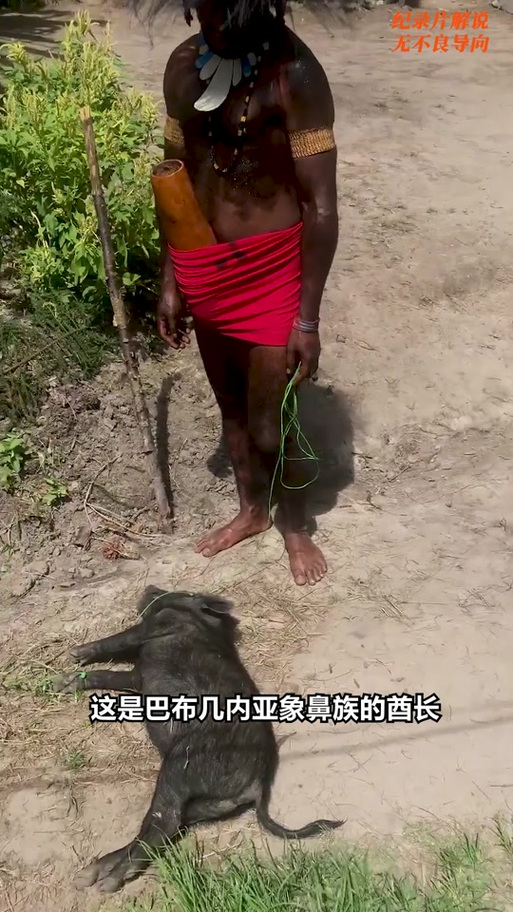 非洲象人族吃什么特有植物？非洲象人族吃的什么植物？  第3张