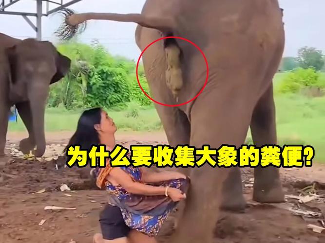 非洲象人族吃什么特有植物？非洲象人族吃的什么植物？  第6张