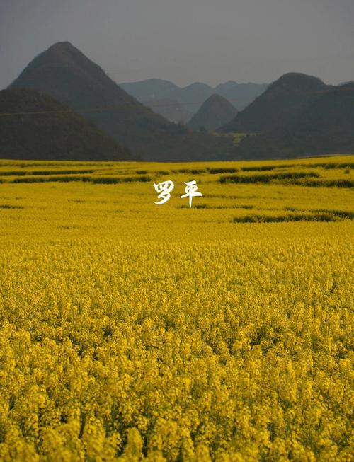 罗平40夭天气预报，罗平40天天气预报？  第6张