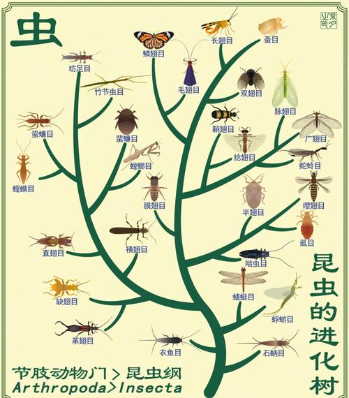 巨型蜻蜓图片，巨型蜻蜓图片高清  第4张