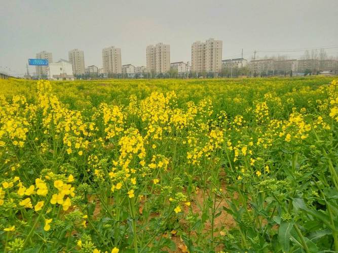 萧县天气40天预报？萧县天气预报三十天？  第6张