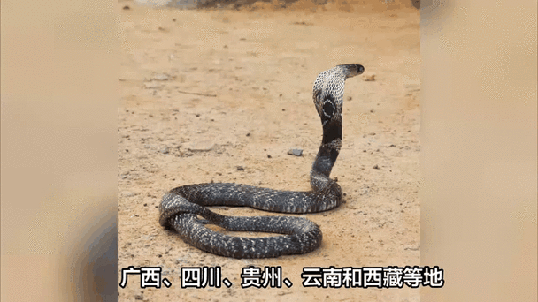 挖蛇事件云南？云南挖出大蛇事件？  第3张
