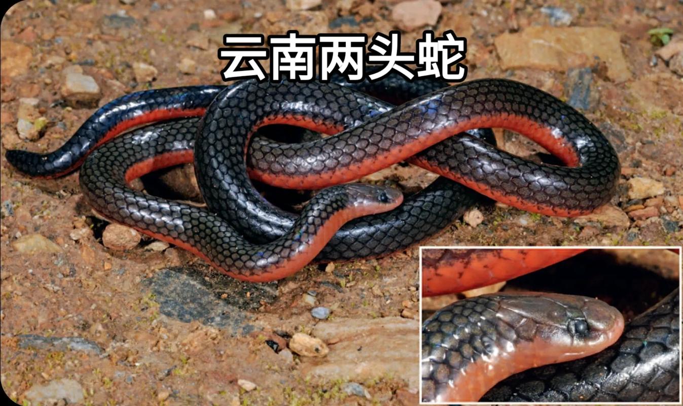 挖蛇事件云南？云南挖出大蛇事件？  第4张