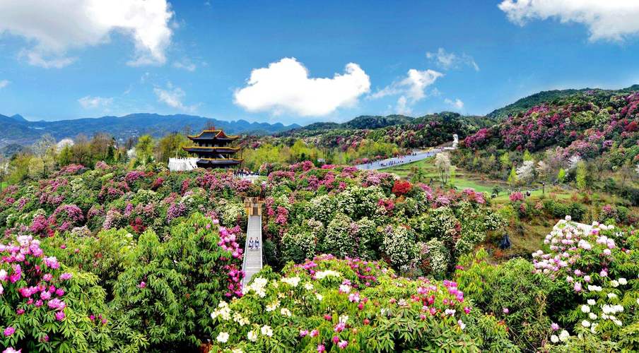 百里杜鹃天气15天，百里杜鹃天气15天查询  第1张