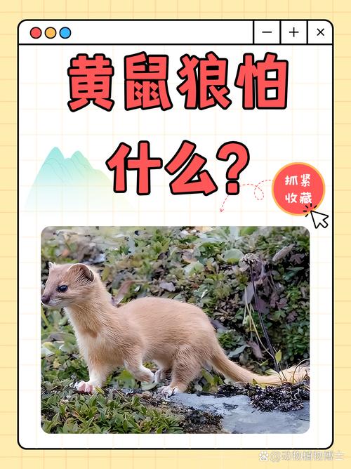 黄鼠狼附身怎么赶走，黄鼠狼附身真实案例  第3张