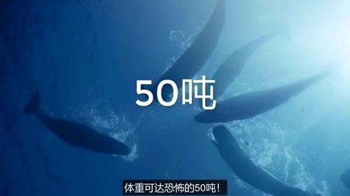 大王乌贼vs抹香鲸，1200米大王乌贼生吞抹香鲸  第3张