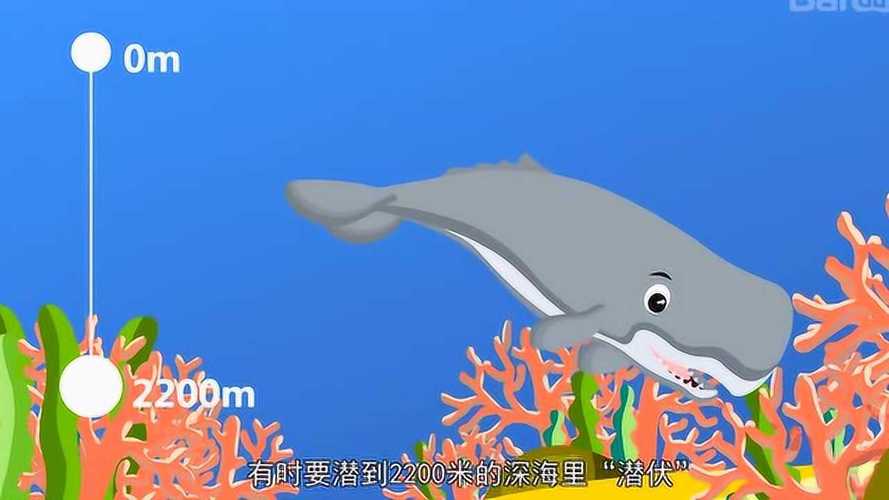 大王乌贼vs抹香鲸，1200米大王乌贼生吞抹香鲸  第4张