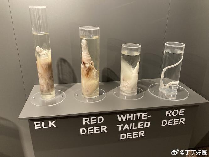 丁丁长度最长的国家图片，丁丁长度世界排名？  第6张