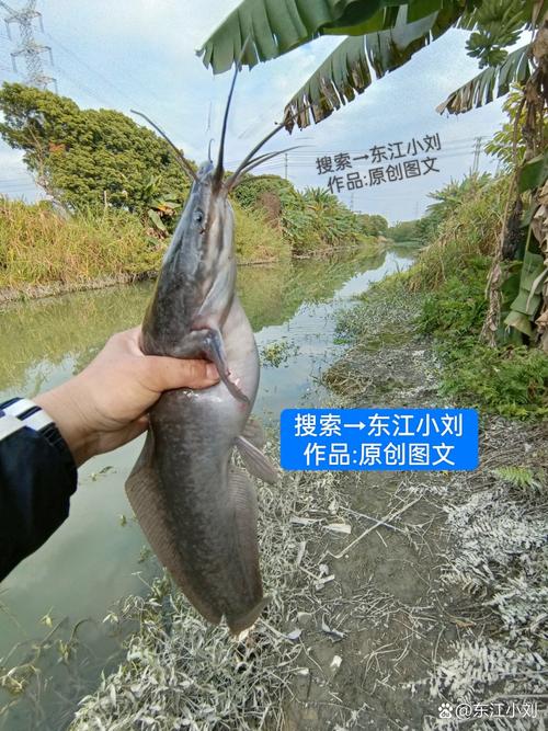 毛爷爷为什么不让动物成精，毛爷爷为什么不让动物成精百年之约  第5张