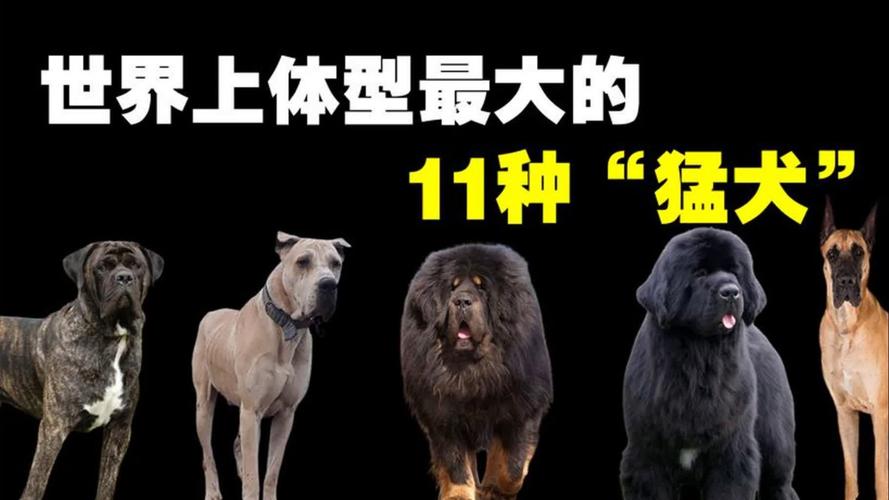 世界上最大的动物是什么动物，世界上最大的动物是什么动物开一个号海洋动物？  第6张