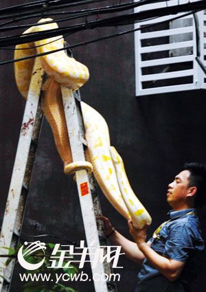 郑州大蛇事件，郑州暴雨大蛇  第1张