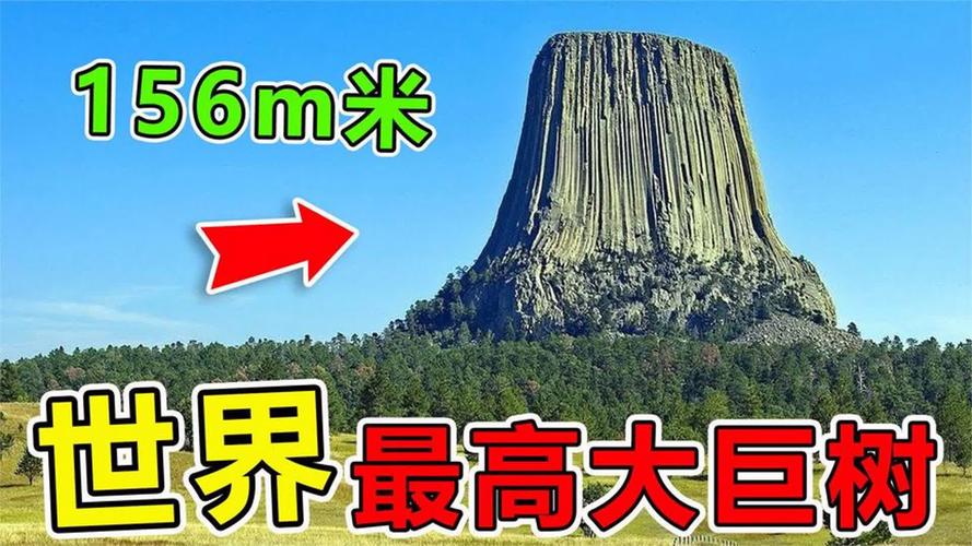 世界上比较高的树有多高?？世界上比较高的树有多高叫什么名字？  第1张