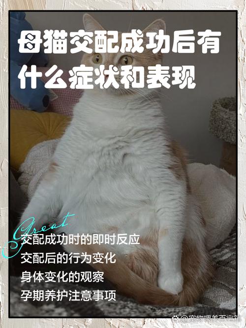 象人族英语，象人族介绍  第2张