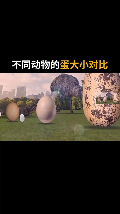 世界上最大的睾丸是什么病，吉尼斯世界最大的睾丸？  第4张