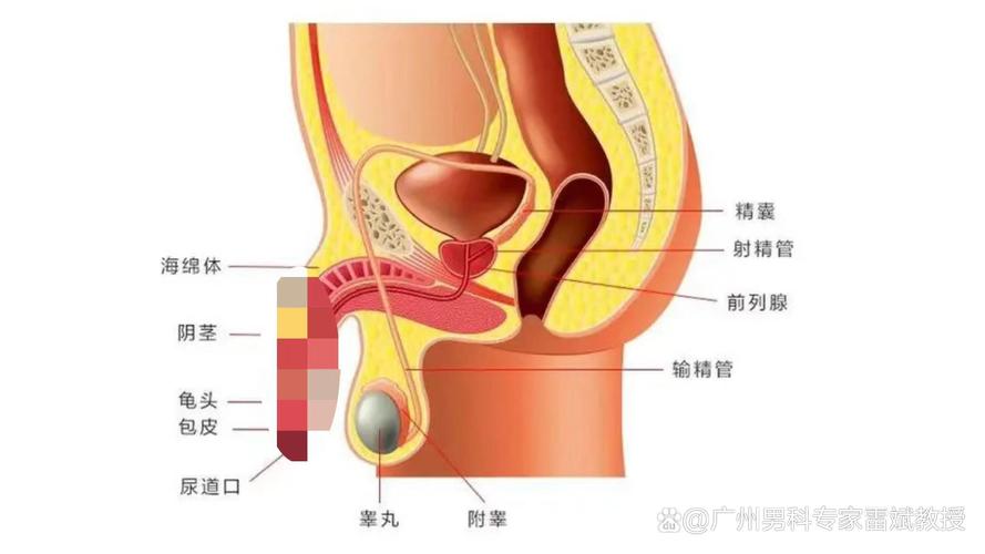 世界上最大的睾丸是什么病，吉尼斯世界最大的睾丸？  第5张