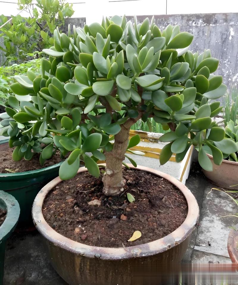 玉树天气24小时，玉树天气预报七天？  第2张