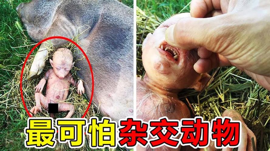 前十水怪真实视频，世界前十水怪之谜视频？  第5张