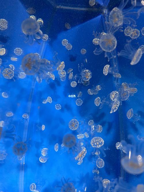 箱水母视频？箱体水母？  第1张