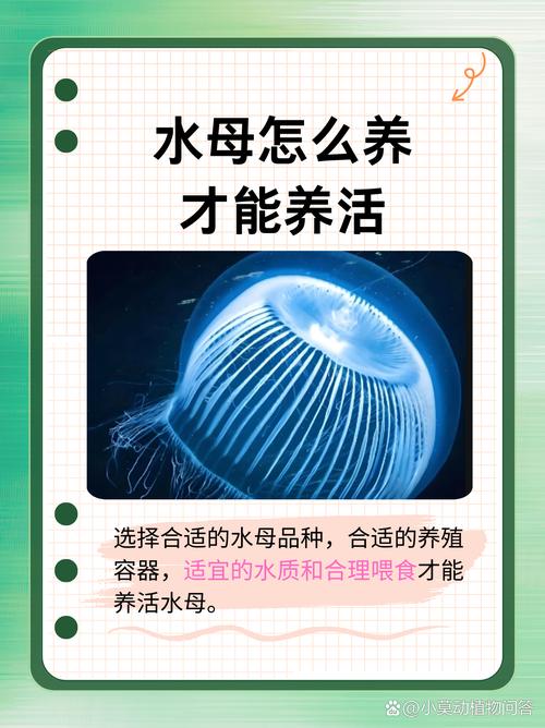箱水母视频？箱体水母？  第4张