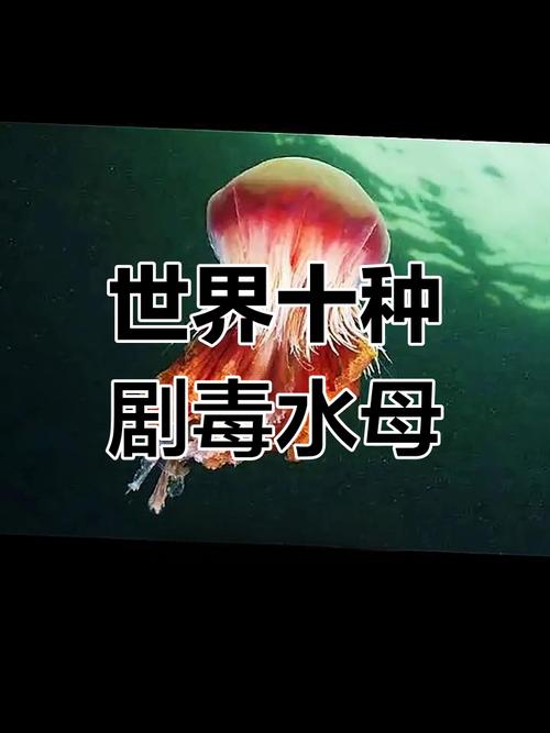 箱水母视频？箱体水母？  第6张