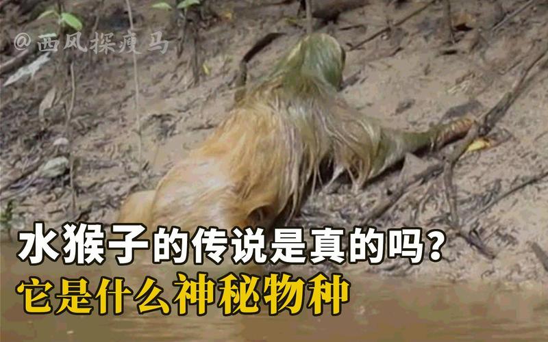 水猴子水鬼真实视频，水鬼水猴子是什么动物  第6张