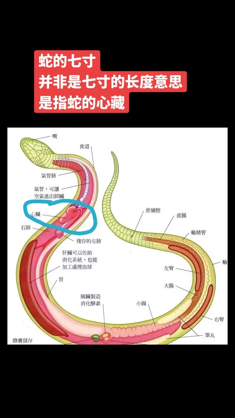 蛇真实事件？关于蛇的真实事件？  第1张