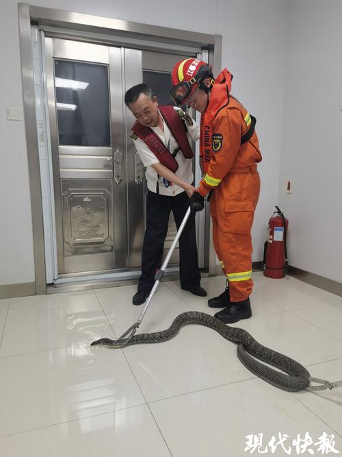 被挖机挖死的两条蟒蛇，挖掘机挖断蟒蛇被吓死  第1张
