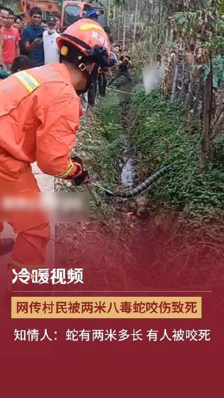 被挖机挖死的两条蟒蛇，挖掘机挖断蟒蛇被吓死  第6张