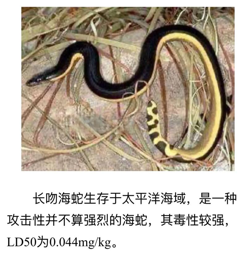 全球最毒的前十毒蛇排名榜，世界上最毒的蛇第一名是谁？  第4张