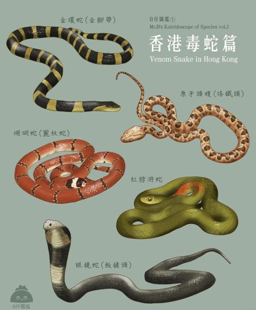 全球最毒的前十毒蛇排名榜，世界上最毒的蛇第一名是谁？  第5张