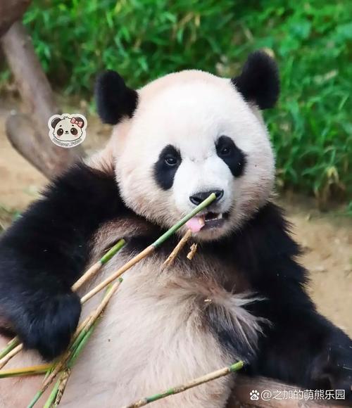 非洲象人族简介，非洲象族人的特点是什么  第4张