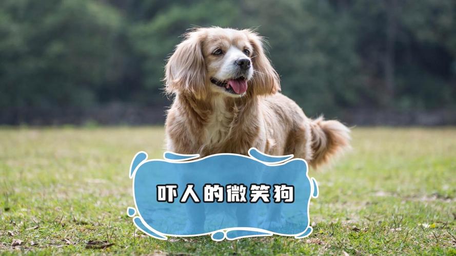 微笑狗是什么意思，微笑狗是什么鬼？  第3张