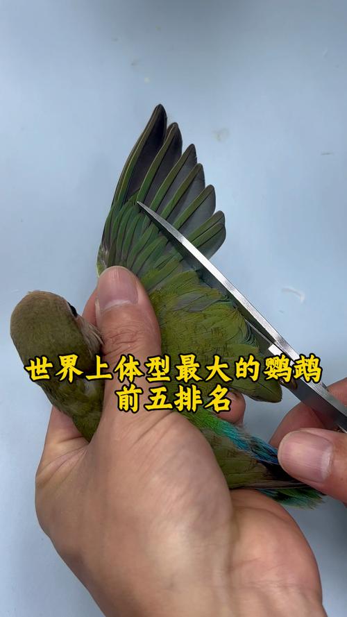 世界上最大的鸟有多大，世界上最大的鸟长啥样？  第2张