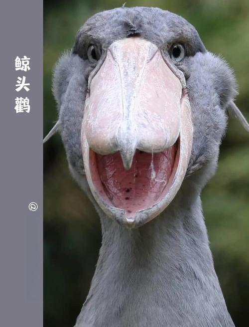 世界上最大的鸟有多大，世界上最大的鸟长啥样？  第4张
