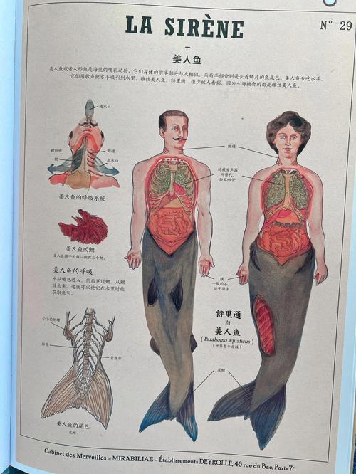 中国发现真实美人鱼？中国的美人鱼真的存在吗?视频?？  第3张