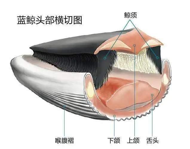抹香鲸和大王乌贼为什么是天敌？抹香鲸和大王乌贼哪个厉害？  第1张