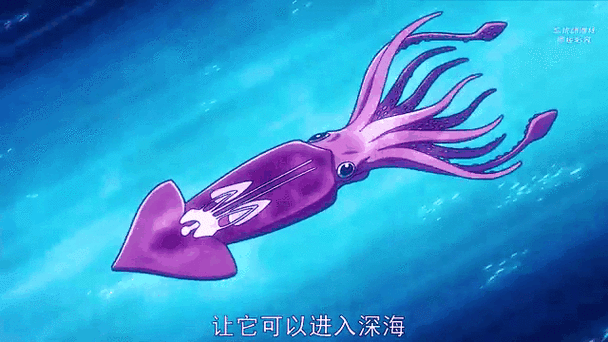 抹香鲸和大王乌贼为什么是天敌？抹香鲸和大王乌贼哪个厉害？  第2张
