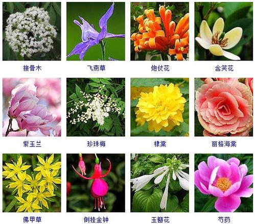 世界上有什么花，世界上最美丽的花是什么花？  第2张