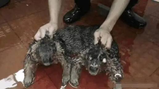 水猴子水鬼吃人图片？水猴子水鬼真的存在吗？  第3张