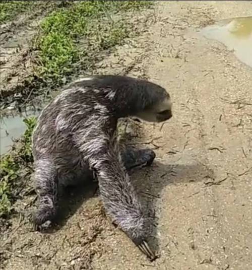 水猴子水鬼吃人图片？水猴子水鬼真的存在吗？  第6张