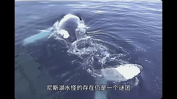 喀纳斯水怪真实图片？喀纳斯水怪照片资料？  第6张