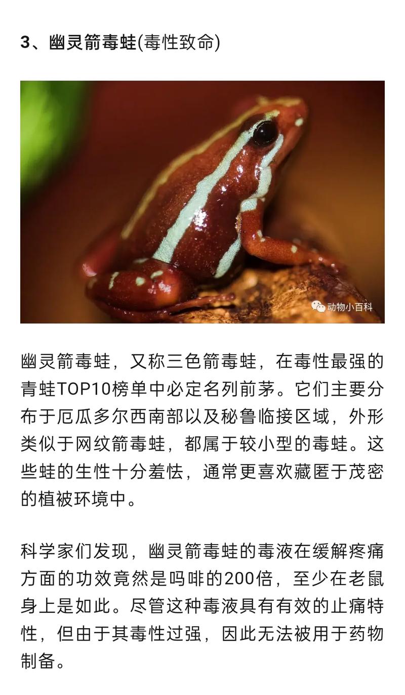 黄金箭毒蛙灭绝了吗？黄金箭毒蛙ld50？  第3张