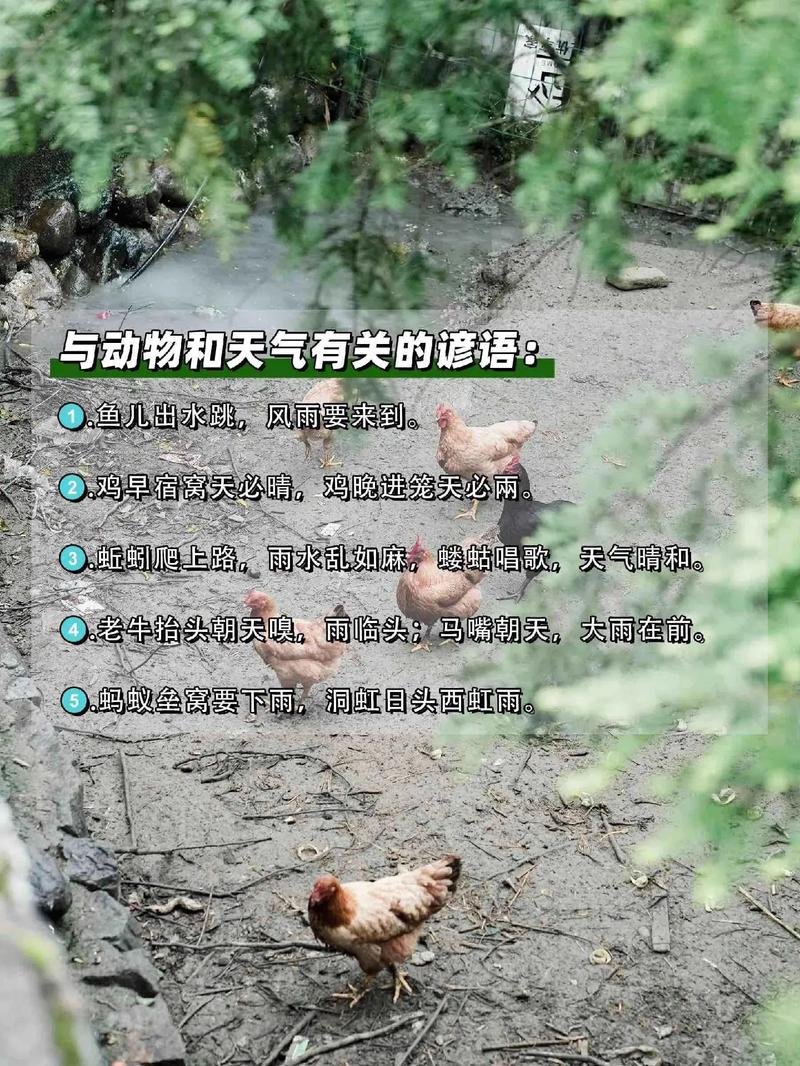 预报天气的动物图片？预报天气的动物手抄报？  第2张
