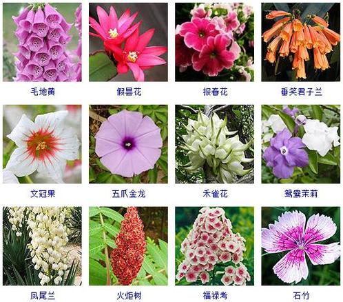 世界上的所有花，世界上的所有花的名字？  第1张